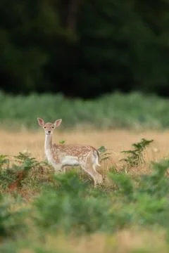 Fallow deer in the forest Stock Photos