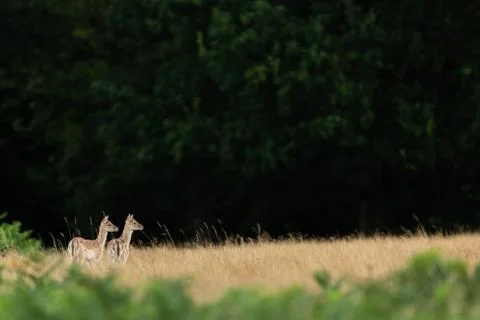 Fallow deer in the forest Stock Photos