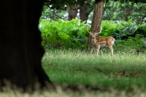 Fallow deer in the forest Foto stock