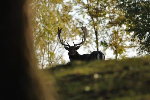 Fallow deer in forrest 스톡 사진