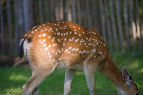 Fallow deer fur texture Stock Photos