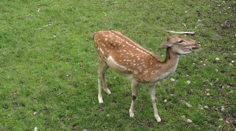 Fallow Deer in the garden Stock Footage 43801923
