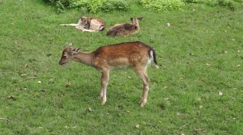 Fallow Deer in the garden Stock Footage 43802026