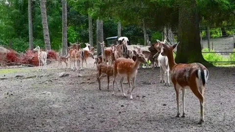 Fallow deer gather in a forest area during a sunny day in Germany near a wi.. Stock Footage 340194540