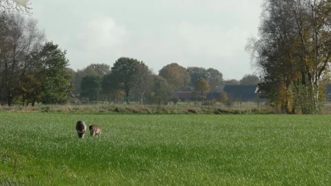 Fallow deer graze Stock Footage 265810154