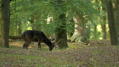 The Fallow deer grazes Video stock 130847337