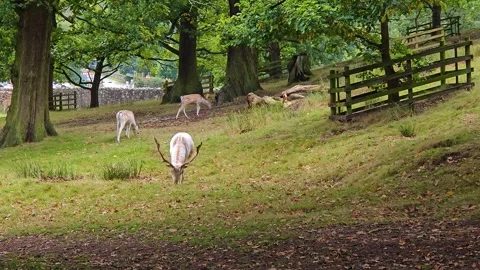 Fallow deer grazing and wandering in shaded woodland clearing. Group of deer Stock Footage 301998971