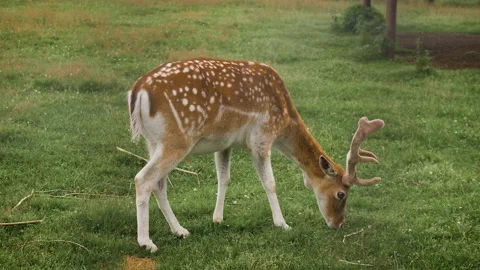 Fallow deer grazing in the corral and eating grass 스톡 동영상 142766522