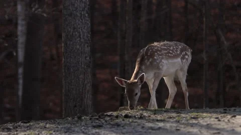 Fallow deer grazing on edge of forest ravine paralax rolling camera move 動画素材 223367457