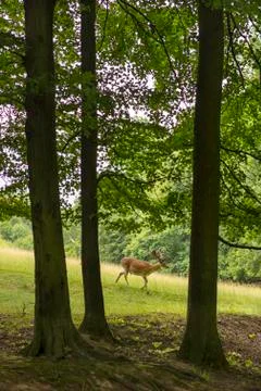 Fallow deer grazing on the edge of forest. Fallow deer on the meadow. Czech R Stock Photos
