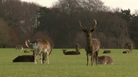 Fallow Deer Grazing Stock Footage 10903513