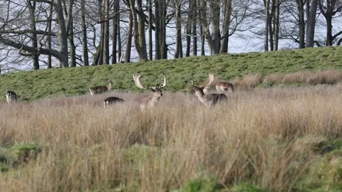 Fallow Deer grazing 스톡 동영상 332143914