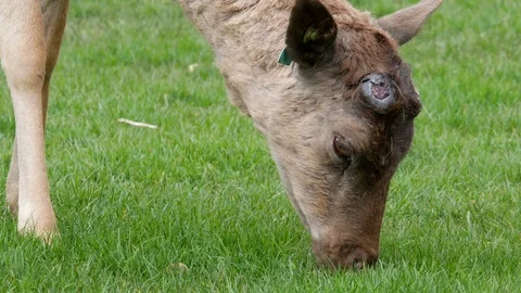 Fallow deer grazing on grass. Head and face close up. Stock Footage 94868539