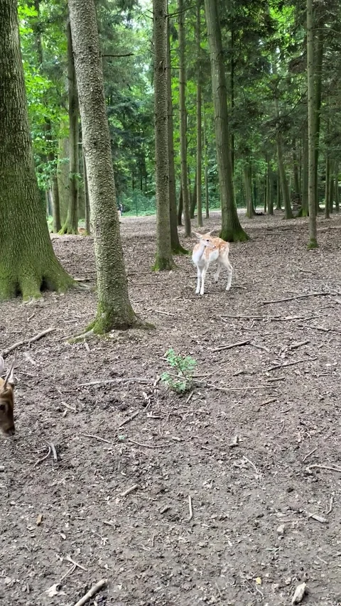 Fallow deer grazing on ground in forest reserve in vertical format Stock Footage 345716810