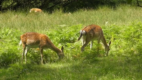 Fallow deer grazing in meadow Video stock 72268504