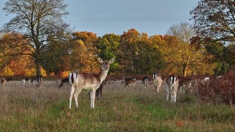 Fallow deer grazing in park during autumn season Fotos Stock