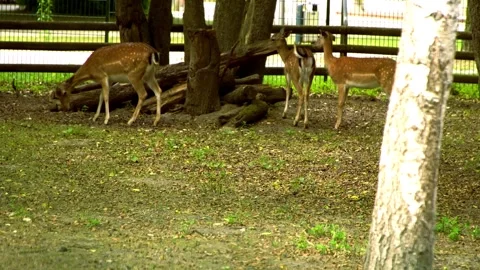 Fallow Deer Grazing in Tranquil Enclosure Stock Footage 313051651