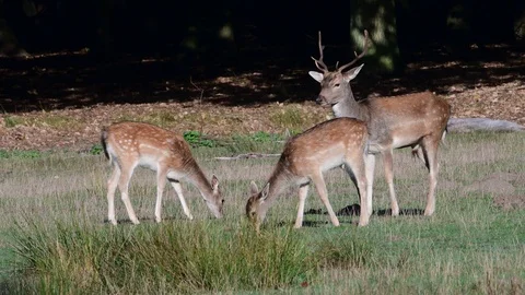 Fallow deer group with buck standing on the forest meadow Video stock 99173165
