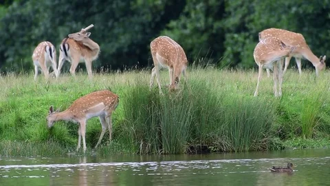 Fallow deer group search feed on the meadow, summer Video stock 83951455