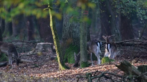 Fallow deer group standing in the forest Stock Footage 99232876