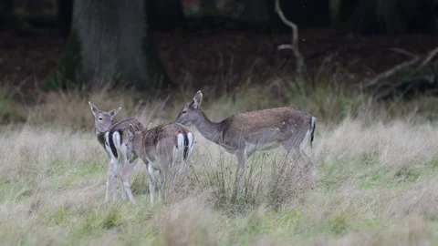 A fallow deer group stands in a forest meadow and clean their fur Stock Footage 337572181