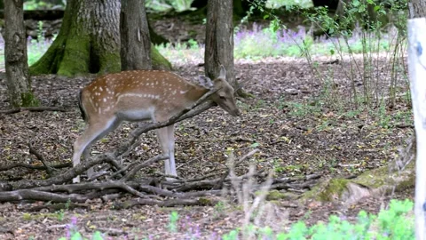 Fallow deer, having a scratch. Stock Footage 321460404