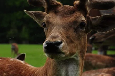Fallow deer head. Stock Photos