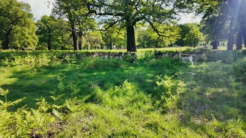 Fallow deer herd calmly grazing in peaceful summer park under warm sunlight Stock Footage 309763462