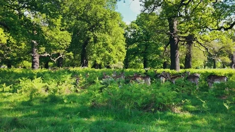 Fallow deer herd calmly grazing in peaceful summer park under warm sunlight Stock Footage 309763473