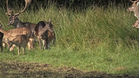 Fallow Deer Herd with Dark Doe and Fawns – Wildlife 4K Stock-Footage 320929163