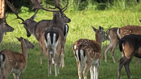 Fallow Deer Herd with Dominant Stag – Wildlife 4K Stockbeeldmateriaal 320929142