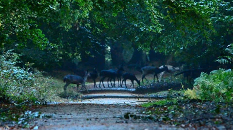 Fallow deer herd Video stock 37989958