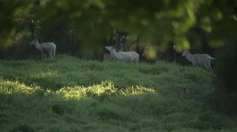 Fallow Deer-Herd- Stock Footage 62649568