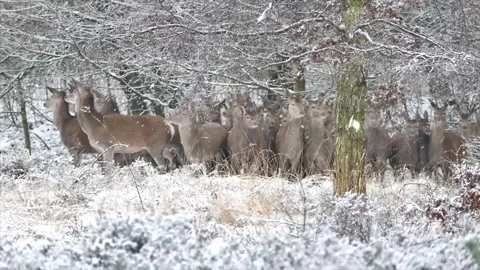 Fallow Deer Herd Foraging in Snowy Winter Forest at Snowfall Stock-Footage 330278637