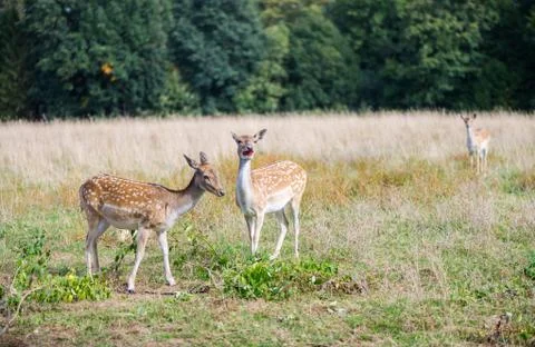 Fallow deer herd on forest meadow. Stock Photos
