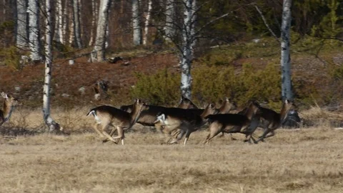 Fallow deer herd getting spooked, running away Stock Footage