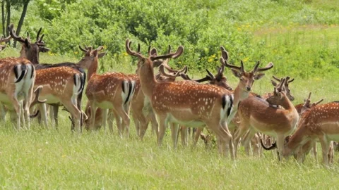 Fallow deer herd grazing in green meadow Stock-Footage 338232297