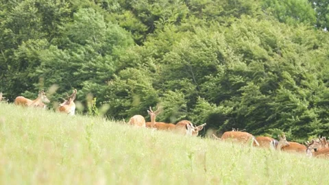 Fallow deer herd grazing on green meadow Stock Footage 338232663