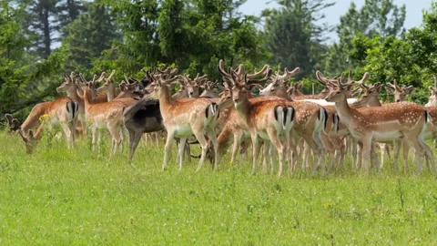Fallow deer herd grazing in green summer meadow Stock Footage 338237524