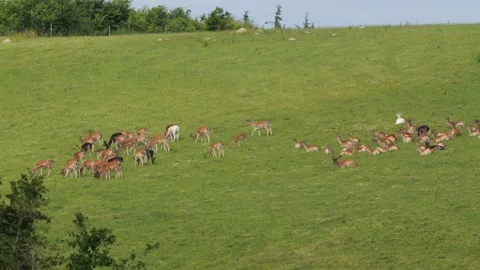 Fallow deer herd grazing peacefully in a green meadow Stock Footage 338232707