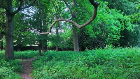Fallow deer herd grazing in sunny park meadow with tranquil forest background Stock Footage 309763381