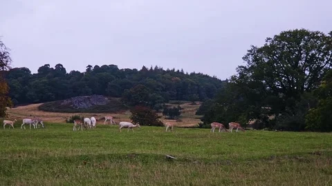 Fallow deer herd grazing in wide open green meadow under overcast sky. Group of Stock Footage 301998941