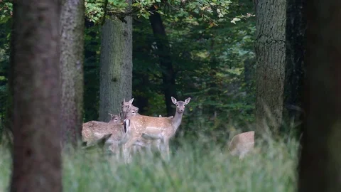 Fallow deer herd looking from the forest meadow Stock Footage 83648842