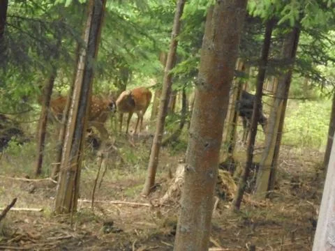Fallow deer herd partially hidden among spruce trees in forest enclosure Stock Photos