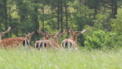 Fallow deer herd resting in green meadow Stock Footage 338231848