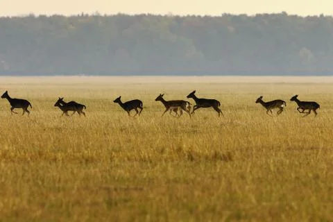 Fallow deer herd running in the field ( Dama ), autumn season Stock Photos
