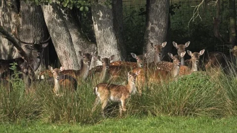 Fallow Deer Herd in the Shade of Ancient Trees – Wildlife 4K Stock-Footage 320929178