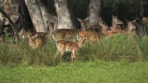 Fallow Deer Herd in the Shade of Ancient Forest – 4K Wildlife Stock-Footage 321508857