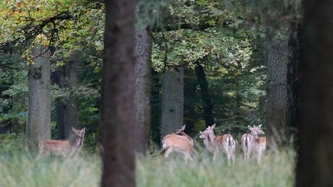 Fallow deer herd standing on the forest meadow Stock Footage 88804475
