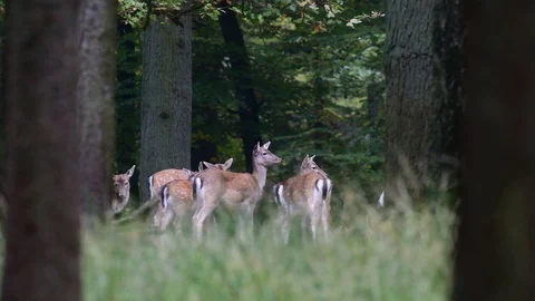 Fallow deer herd standing on the forest meadow Stock Footage 91584782